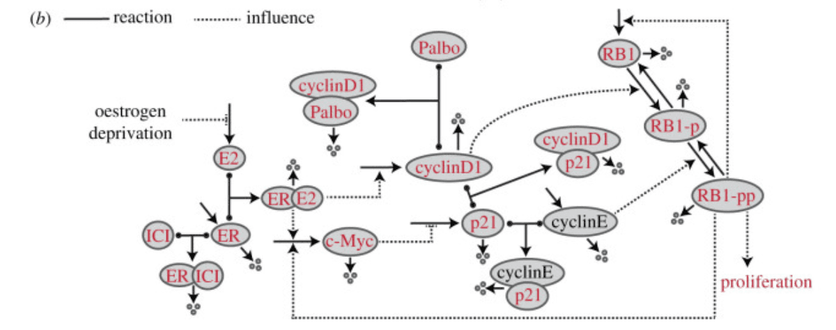Cancer Model Diagram